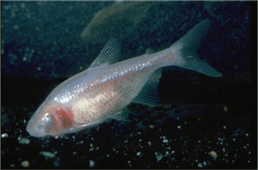 The Mexican Cavefish