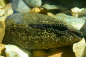 A single pearl mussel